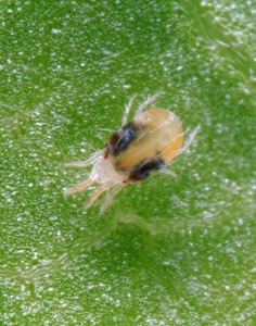 Two-spotted spider mite close up, Tetranychus-uricae