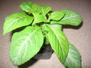 Salvia divinorum young plant