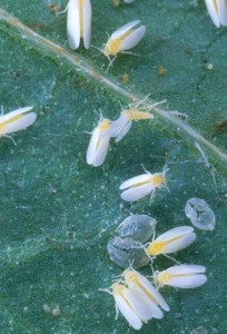 Adult whitefly, nymphs, and eggs