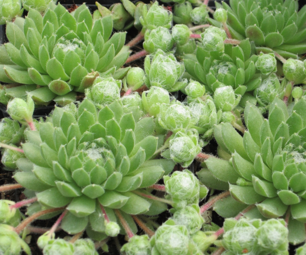 Succulent Houseleek Sempervivum Montanum Live Plant Ebay